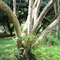 Coccoloba uvifera (L.) L.